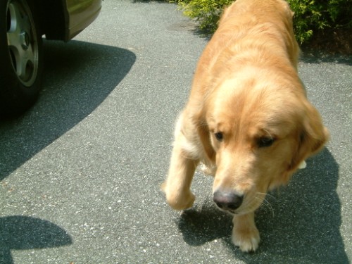 this is bailey