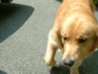 this is bailey