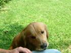 bailey likes to fetch balls