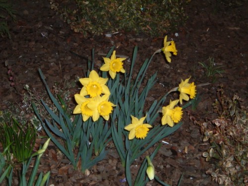 first flowers