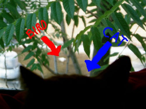 Cat to a Bird
