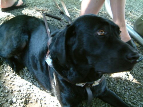 Millenium is a good dog