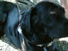 Millenium is a good dog