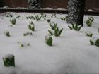 day after first springish mid-town day