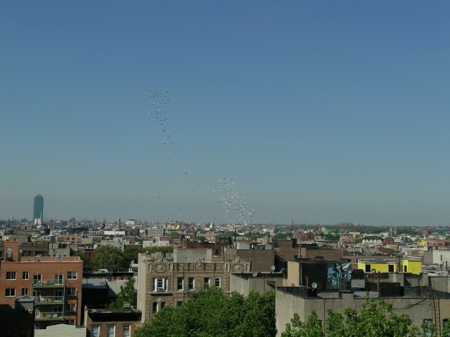 the pigeons remain