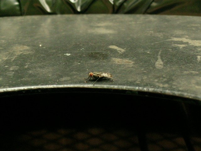 huge red eyed flies