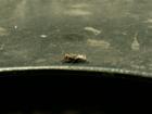 huge red eyed flies