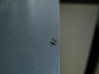 tiny flies