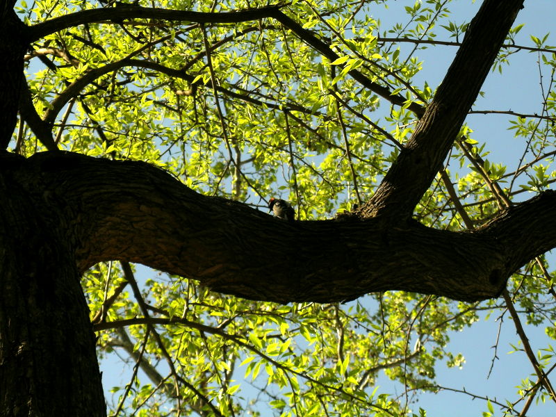 such a tiny bird