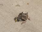 baby pigeons DO exist