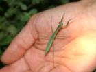 he was a little bugger