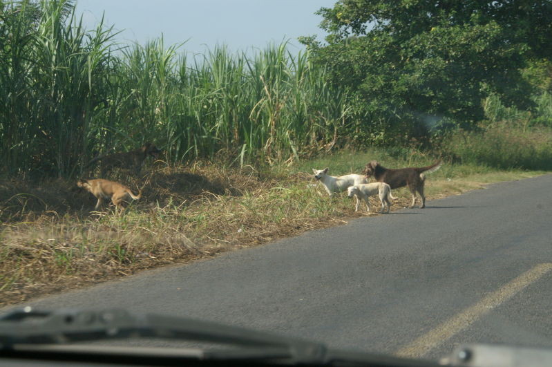Chachalacas