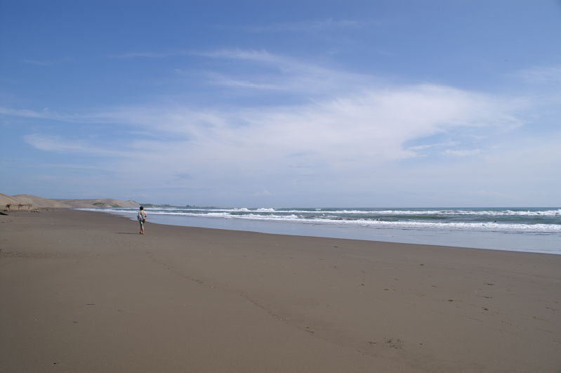 Chachalacas