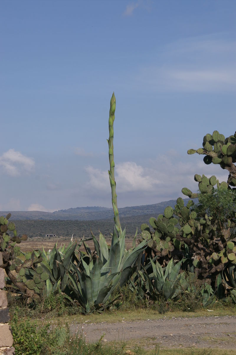 Mineral de Pozos