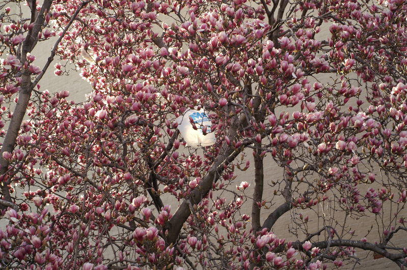 spring is here
