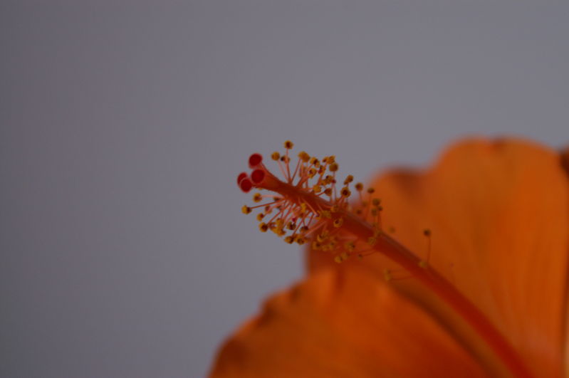 flower reproductive organs