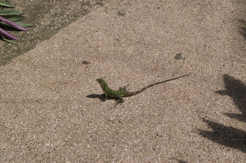 i met this little guy