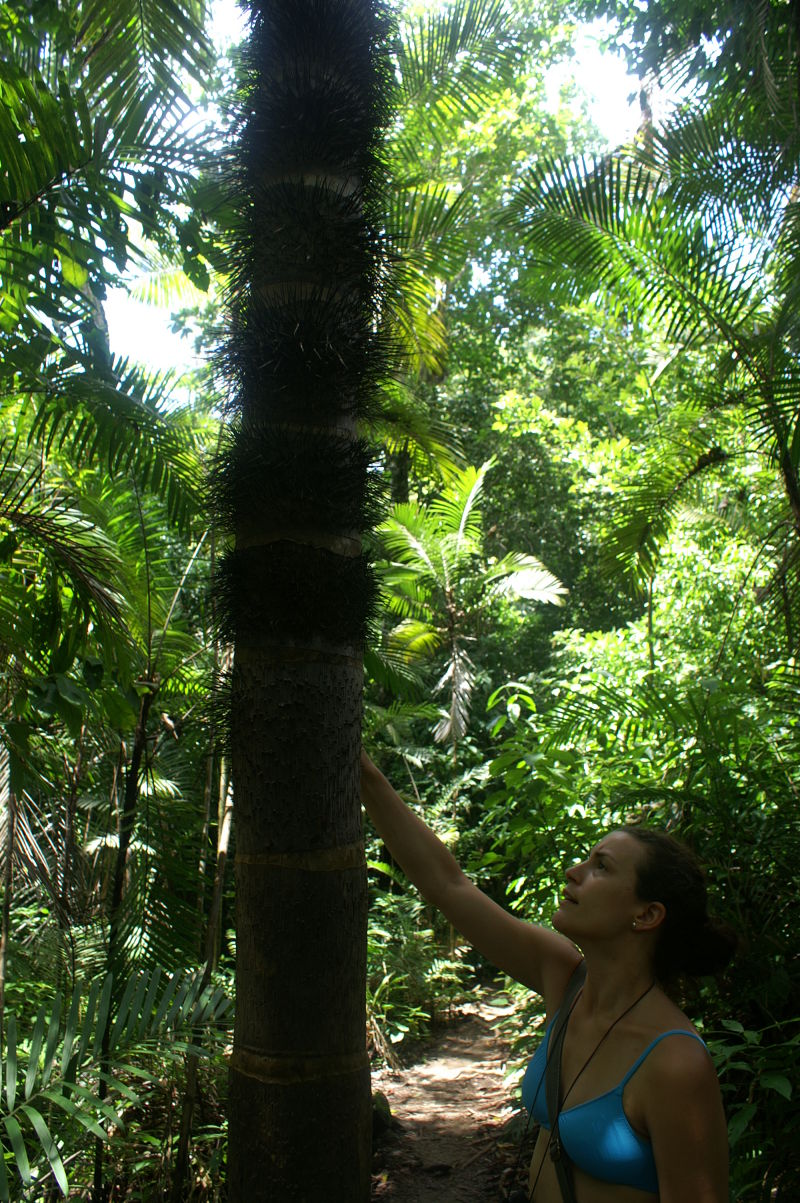 arboreal self defense 2