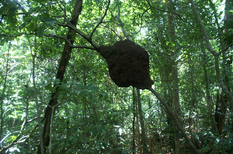 huge termite nests