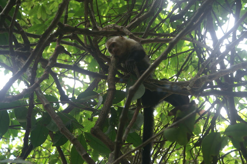 lazy monkeys