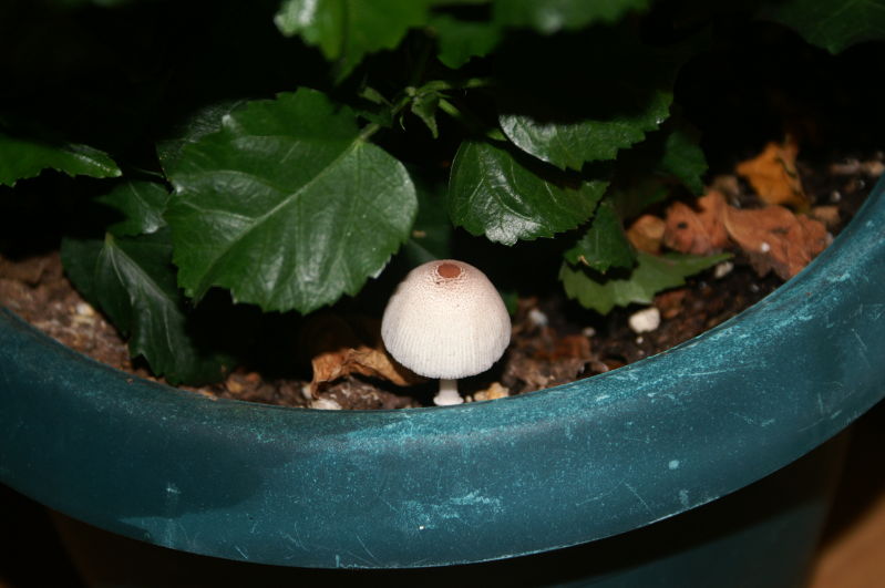 a mushroom grows in brooklyn