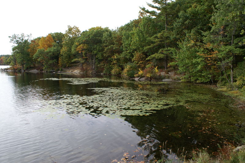 lilly pads on lake taghkanic